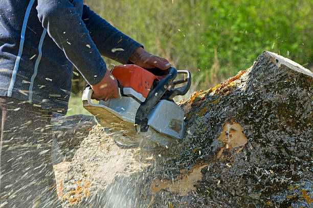 Best Professional Tree Care  in Belmont, NC